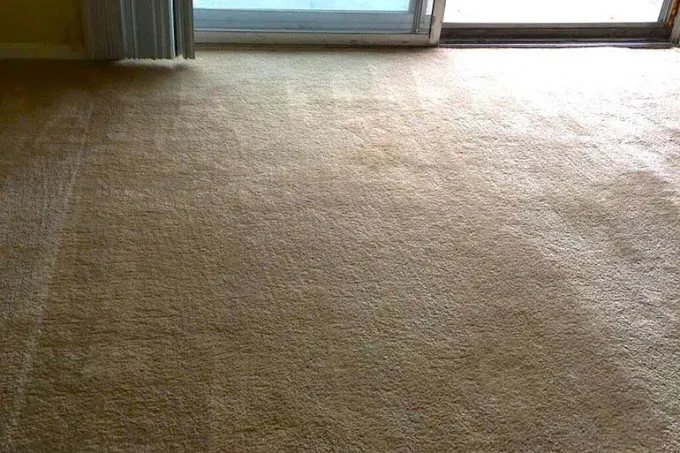 Freshly cleaned carpet in a West Chester home