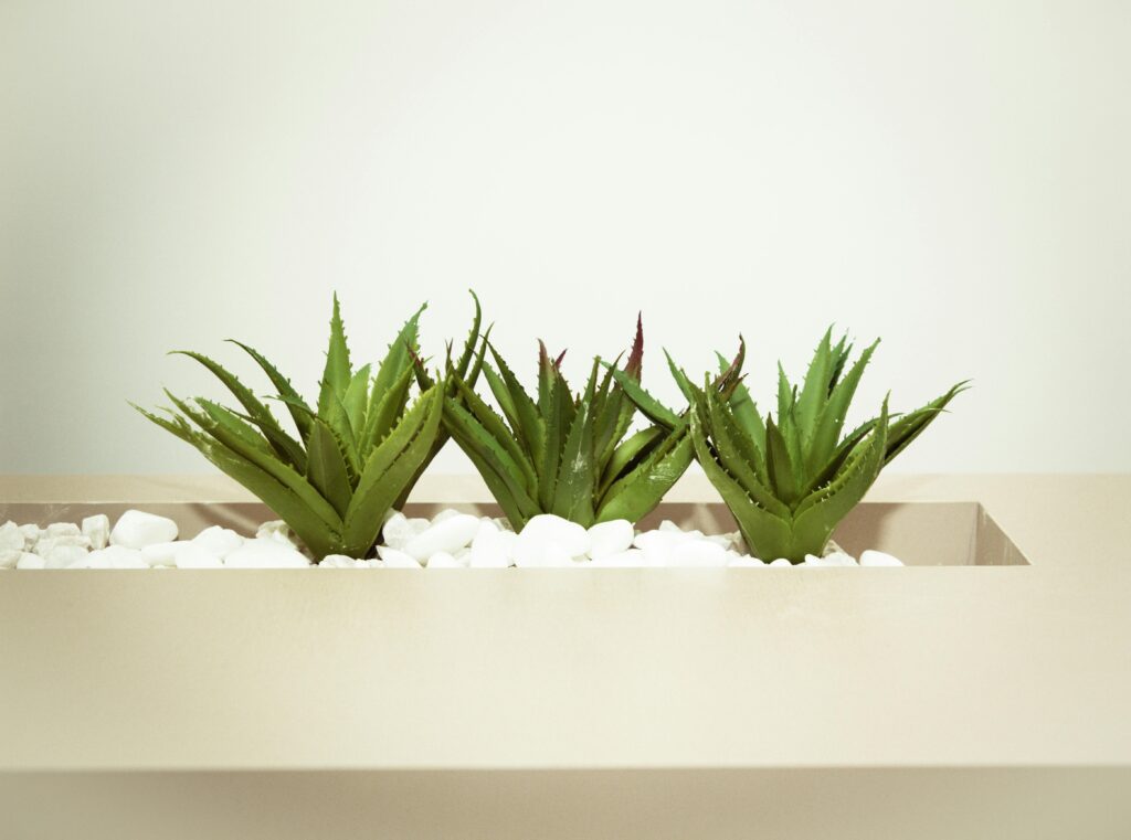 An aloe vera plant in a bathroom, offering a soothing and calming presence